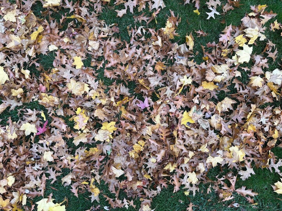 Fallen leaves on green grass